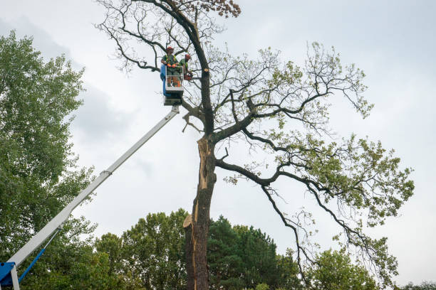 Best Tree and Shrub Care  in Knox, PA